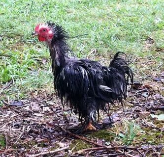 Very wet Bantam Cochin Frizzle BackYard Chickens - Learn How