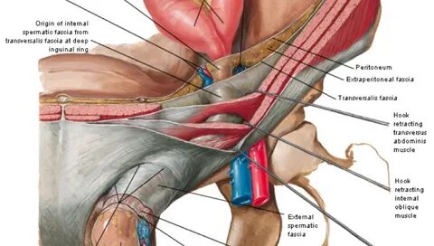 Diagram Of Male Groin Area / The 25+ best Pelvis anatomy ide