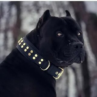 Beautiful Black Pitbull Related Keywords & Suggestions - Bea