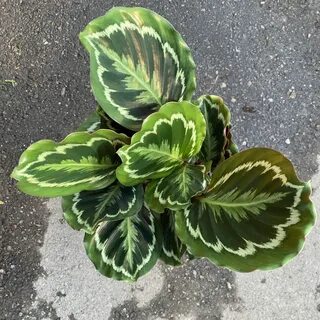 Calathea Veitchiana "Medallion" - Tropicals/Houseplants " An