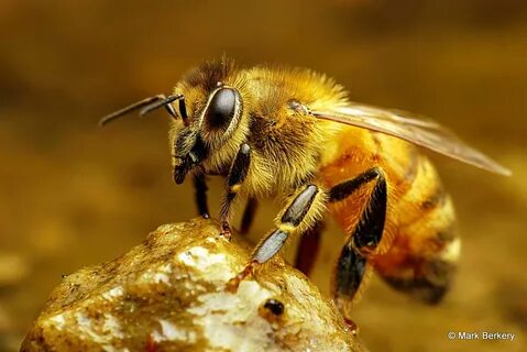Honey Bee Central: Nature and Wildlife Photography Forum: Di