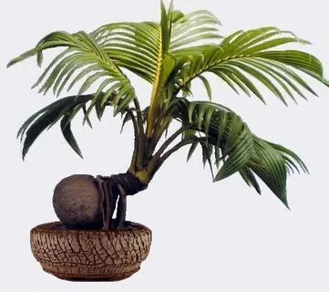 Coconut Bonsai Related Keywords & Suggestions - Coconut Bons