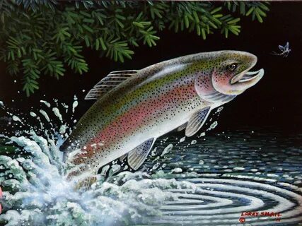 Rainbow Trout Painting Images & Pictures - Becuo Trout paint