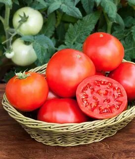 Bush Goliath Tomato - Bonnie Plants Tomates en maceta, Culti