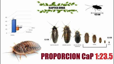 Reproducción - Blaptica Dubia (Cucaracha Argentina) - YouTub