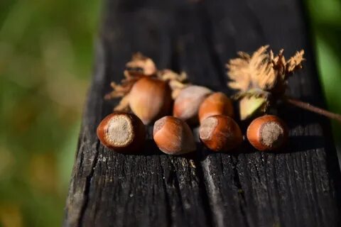 Free Images : tree, branch, wood, leaf, flower, food, produc