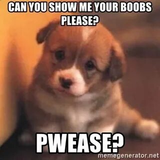 Can you show me your boobs please? Pwease? - cute puppy Meme