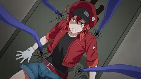 Cells at Work! (Anime) AnimeClick.it