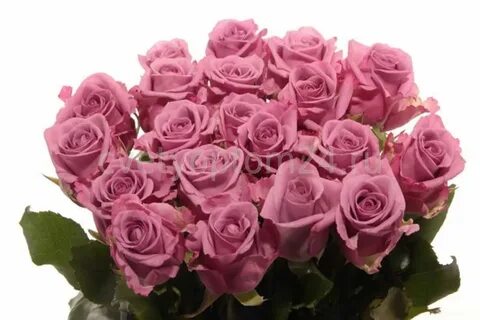 Роза Cool Water 60 см от склада цветов цветы оптом 24 ру с д