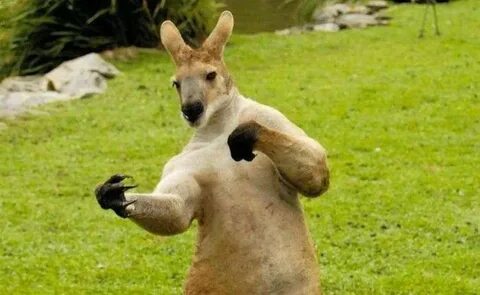 André 🔝 🆕 💯 ↗ 🆓 on Twitter Animals, Kangaroo funny, Funny an