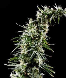 Green House Seeds Hawaiian Snow Samen Green Parrot - GreenPa