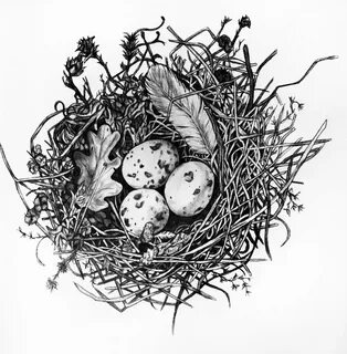 Birds Nest Pencil Drawing Nest art, Bird nest painting, Bird