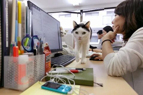 Japanese Company Adopts Nine Office Cats to Increase Workpla