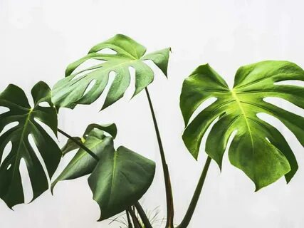 Plants with Heart Shaped Leaves You'll Fall in Love With