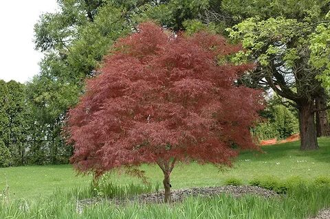 Dwarf Red Pygmy Japanese Maple (Acer palmatum 'Red Pygmy') i