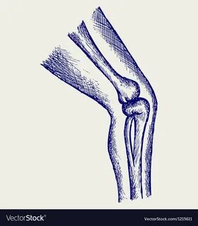 Human leg bones Royalty Free Vector Image - VectorStock