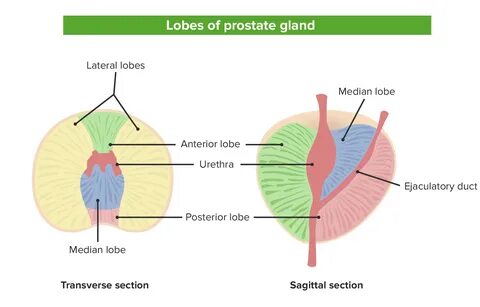 Prostate, Seminal, and Bulbourethral Glands: Anatomy Concise