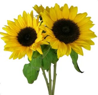 Yellow sunflower Transparent Background PNG image - PNG #269