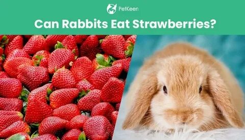Can Rabbits Eat Strawberries? What You Need to Know! Pet Kee