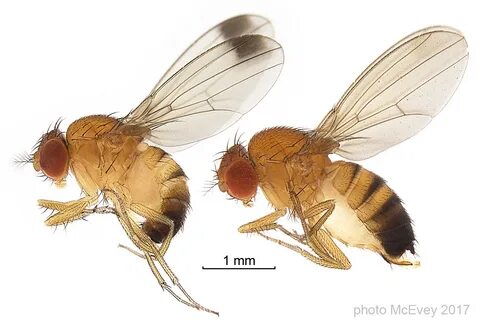 Male and female Drosophila suzukii.