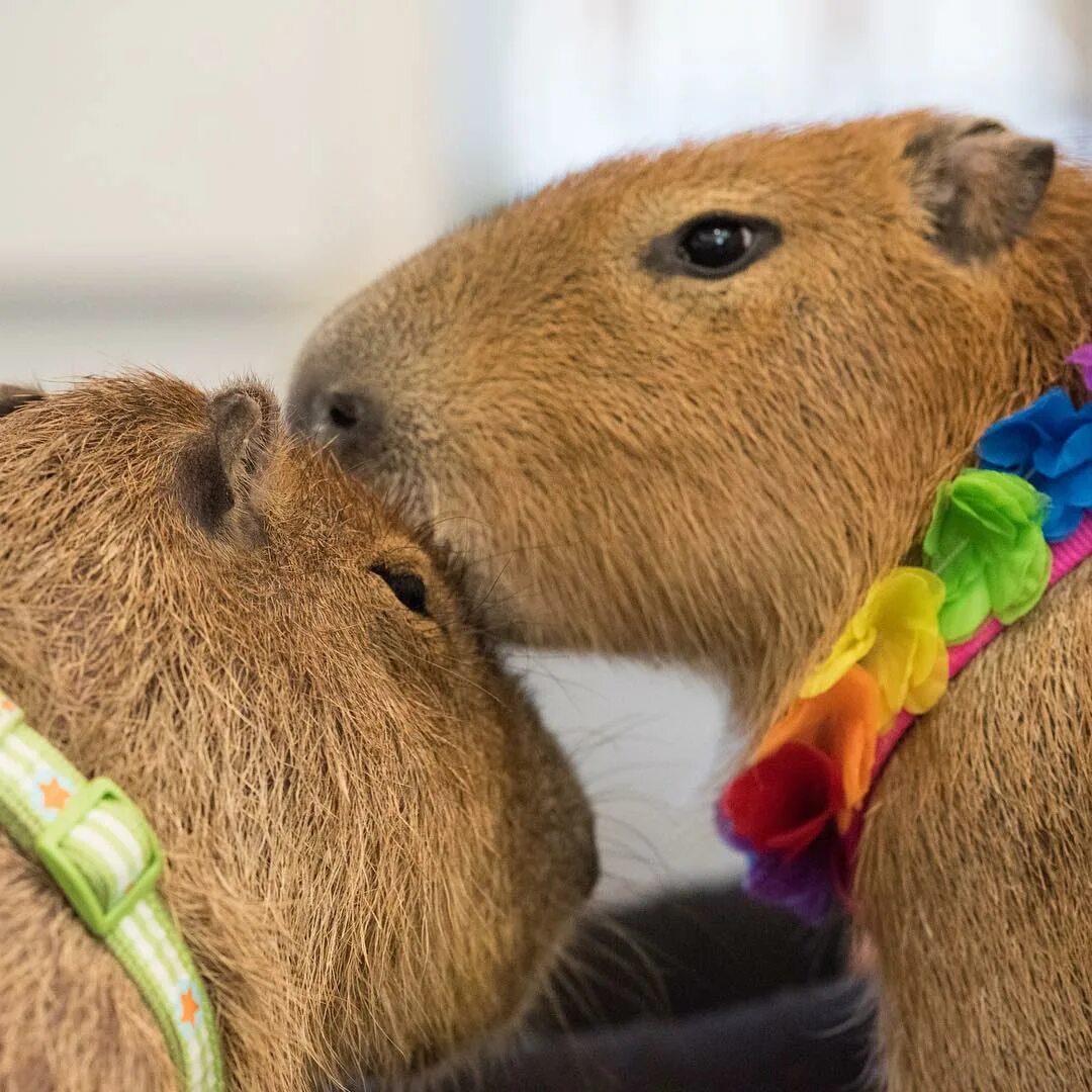 Sweetie The Capybara в Instagram: "Forehead kisses to my #mancrushmond...