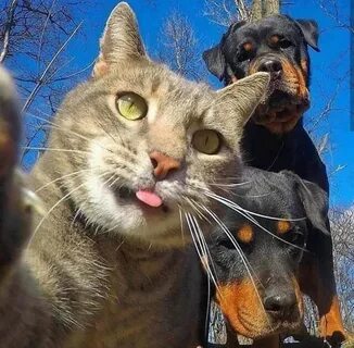 Pin by Nesrin Aras on Dünya Onlarla Güzel Cat selfie, Funny 