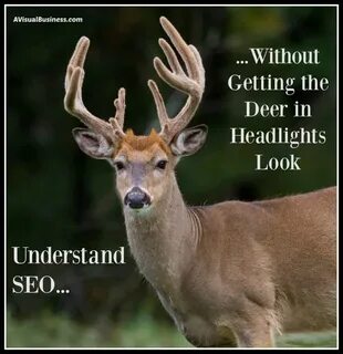 What is SEO - Without the Deer In the Headlights AVB