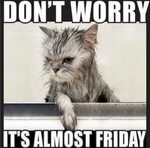 Its Friday Meme Cat : Freakin Friday Mylo the Cat Know Your 