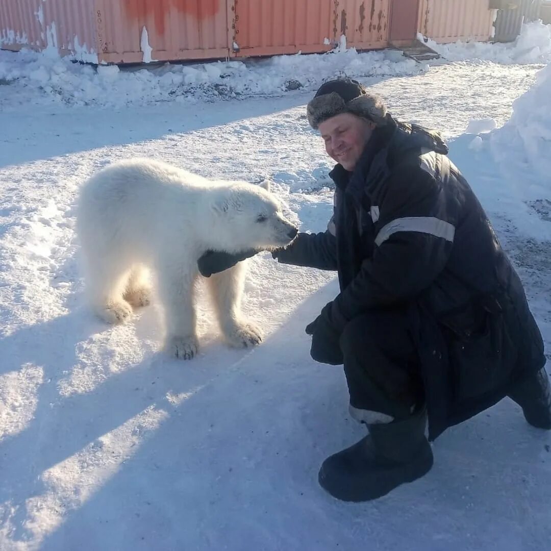 белые медведи раст фото 102