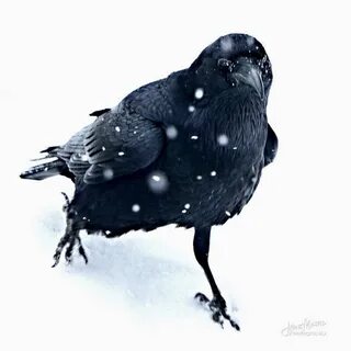 A walk in the snow Black bird, Raven art, Raven