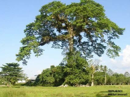 Ceiba Pentandra L.- Kapok tree. Ceiba, Kapok, Trees to plant