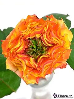 Oranžová ruža CABANA RED 40cm
