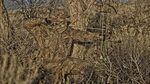 Mossy Oak - Brush Hunting camouflage, Camouflage wallpaper, 