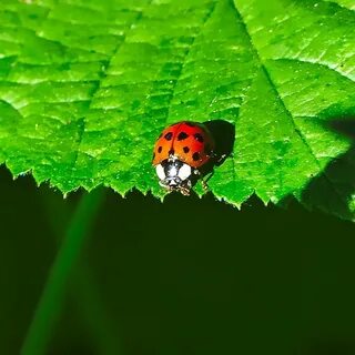 Marienkäfer auf grünem Blatt / Ladybug on green leaf
