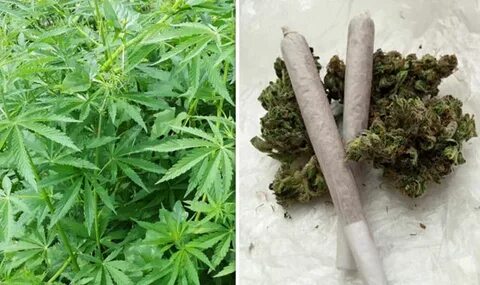 420 Day: How did 420 Weed Day start? World News Express.co.u