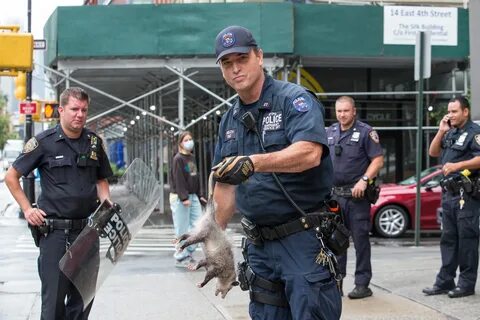 Police officer removes possum from NYC window ledge