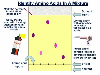 Using chromatography to identify amino acids - ppt download