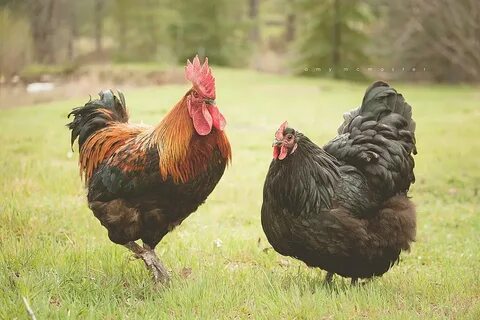 French Black Copper Marans rooster BackYard Chickens - Learn