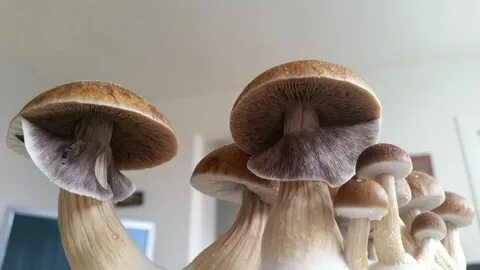 Ecuador - Magic Spore - Psilocybe Cubensis