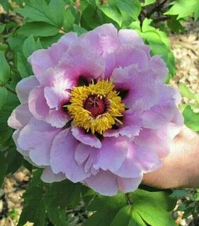 Chojuraku Tree Peony, growing in my garden. It will bloom fo