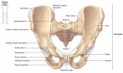 The Os Coxae or Costal Bone or Hip Bone photo Skeletal syste