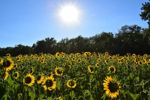 Tournesol99
