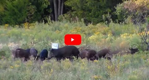 Sounder of Feral Hogs vs Seven Pounds of Tannerite