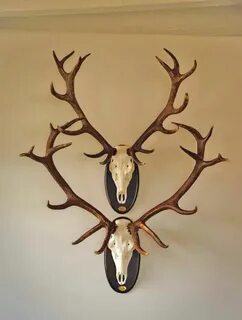 European mounts Elk antlers, Antler art, Antlers decor