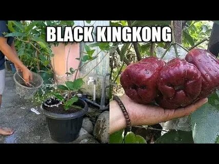 Tambulapot Jambu madu Black KingKong agar cepat berbuah - bi