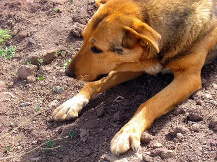 File:Dogs of Iran سگ ها در ایران 14.jpg 