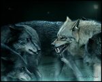 Alpha Wolf Wallpapers - 4k, HD Alpha Wolf Backgrounds on Wal