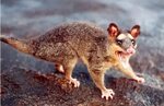 Gray four eyed opossum - Alchetron, The Free Social Encyclop