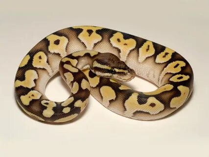 Lesser Pastel - Morph List - World of Ball Pythons