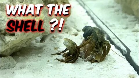 I FOUND MY HERMIT CRAB WITHOUT A SHELL !! - A1A Adventures -